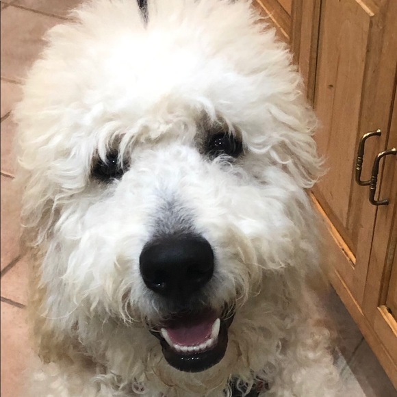 Meet your Posher, Leslie - Picture 1 of 1